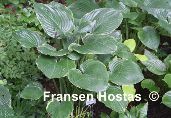 Hosta Big Hobber